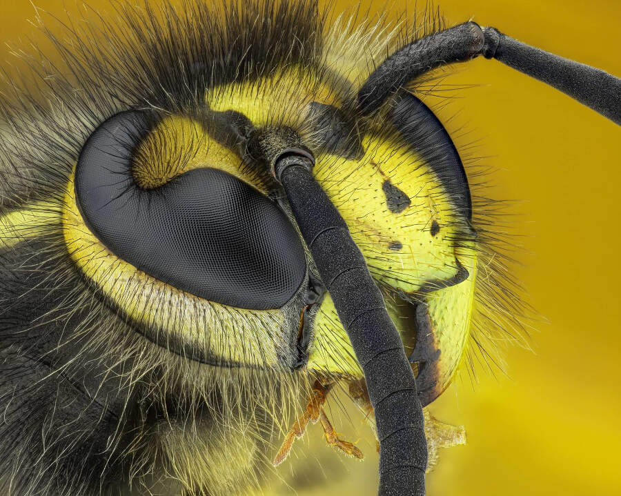 foto macro insetti vincitori 35 Photography Awards foto macro insetti vincitori 35 Photography Awards