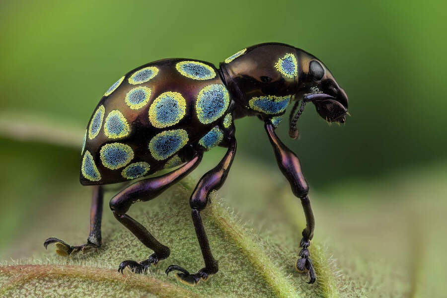 foto macro insetti vincitori 35 Photography Awards foto macro insetti vincitori 35 Photography Awards