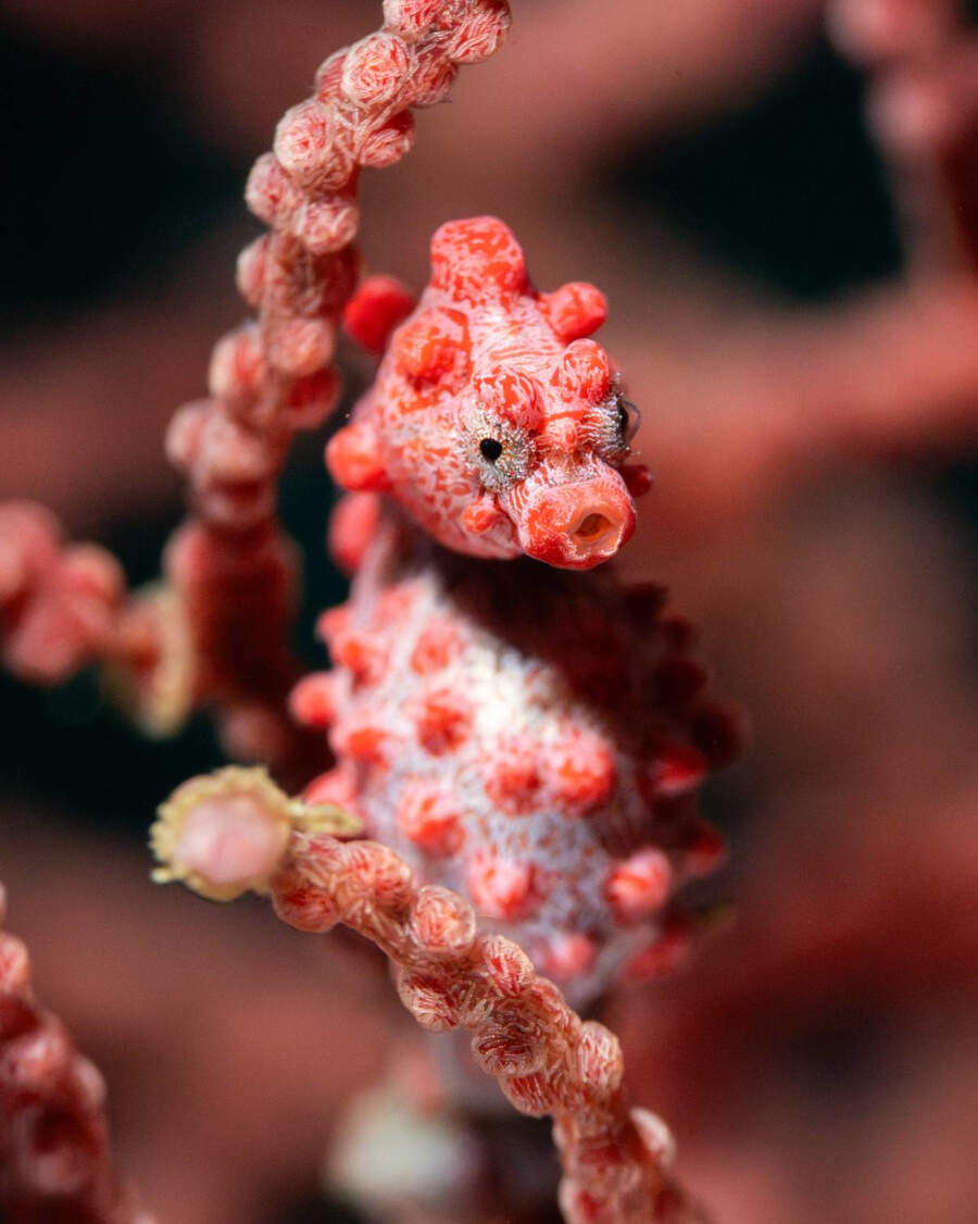 foto macro insetti vincitori 35 Photography Awards foto macro insetti vincitori 35 Photography Awards