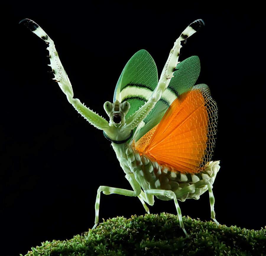 foto macro insetti vincitori 35 Photography Awards foto macro insetti vincitori 35 Photography Awards