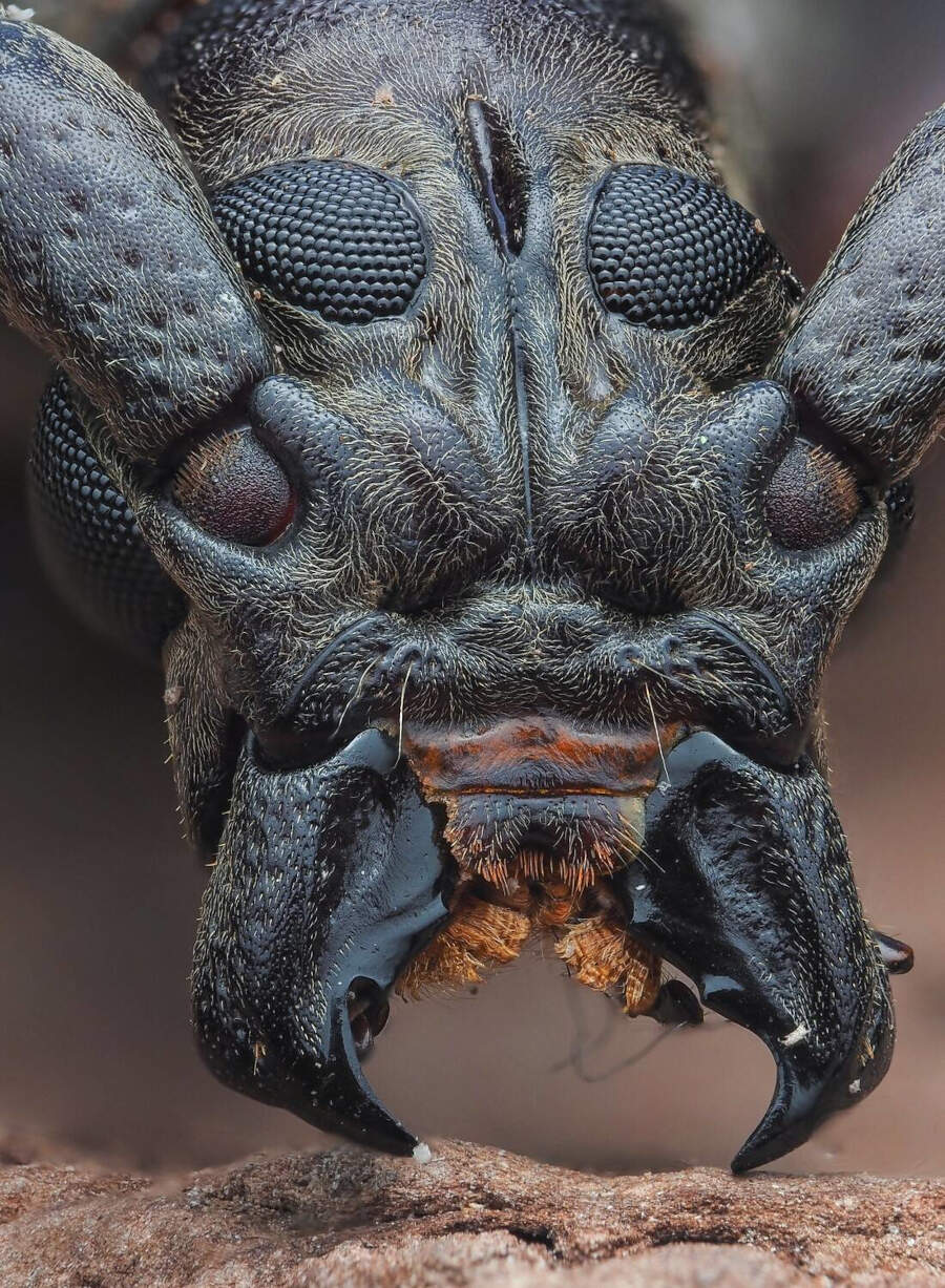 foto macro insetti vincitori 35 Photography Awards foto macro insetti vincitori 35 Photography Awards