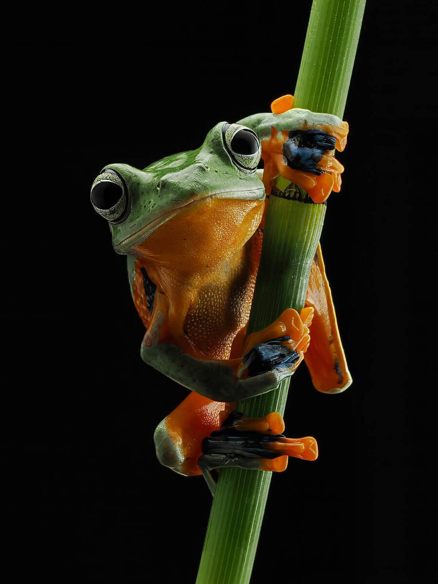 foto macro insetti vincitori 35 Photography Awards foto macro insetti vincitori 35 Photography Awards