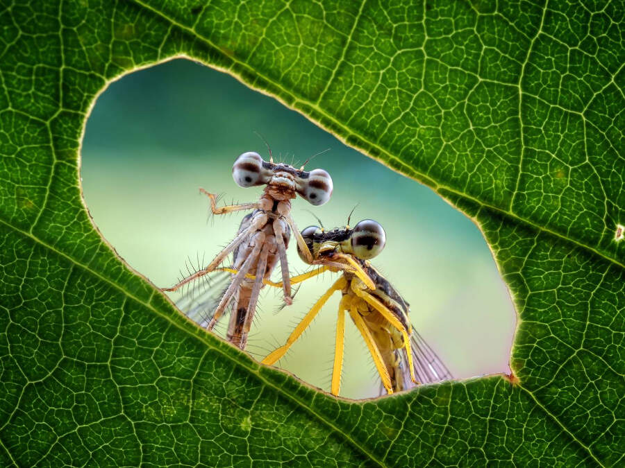 foto macro insetti vincitori 35 Photography Awards foto macro insetti vincitori 35 Photography Awards