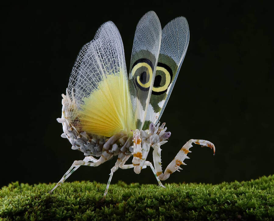 foto macro insetti vincitori 35 Photography Awards foto macro insetti vincitori 35 Photography Awards