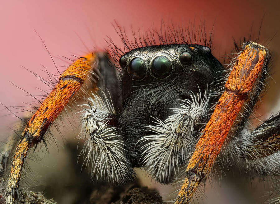 foto macro insetti vincitori 35 Photography Awards foto macro insetti vincitori 35 Photography Awards