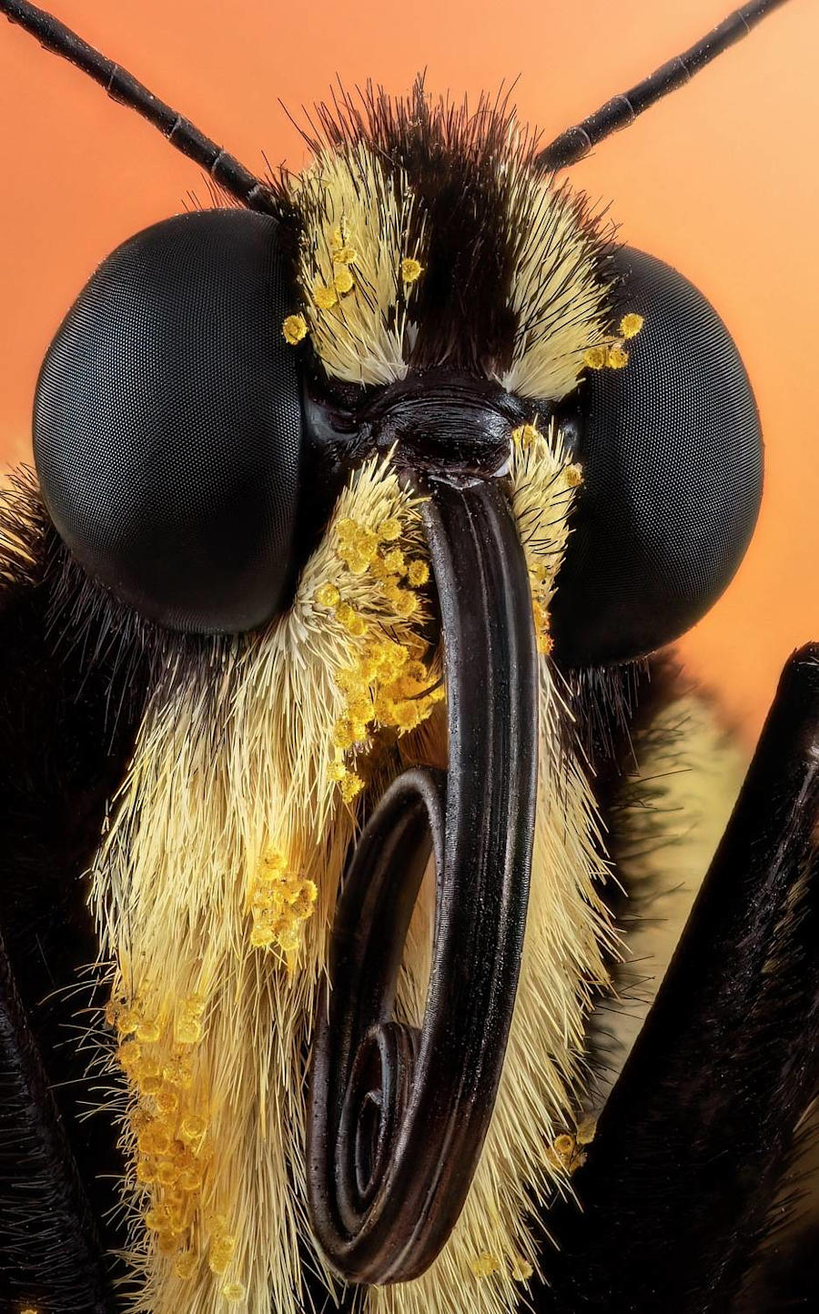 foto macro insetti vincitori 35 Photography Awards foto macro insetti vincitori 35 Photography Awards
