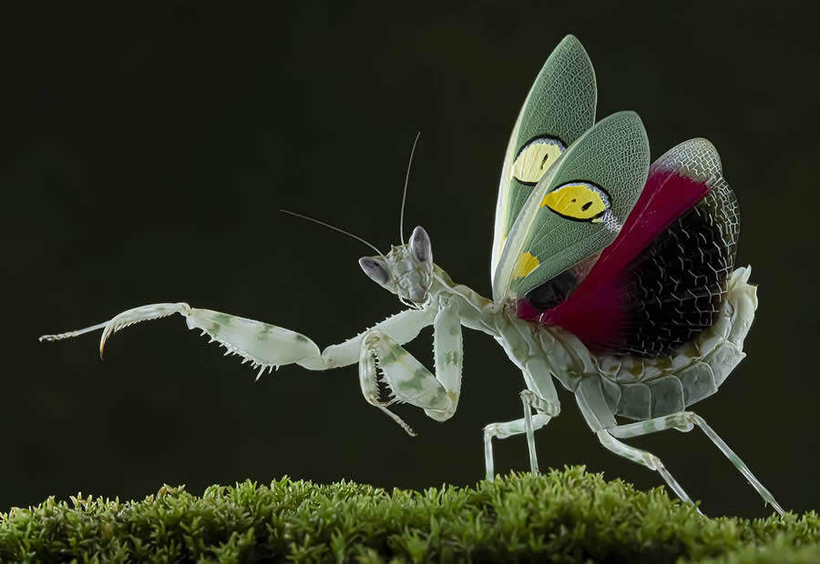 foto macro insetti vincitori 35 Photography Awards foto macro insetti vincitori 35 Photography Awards