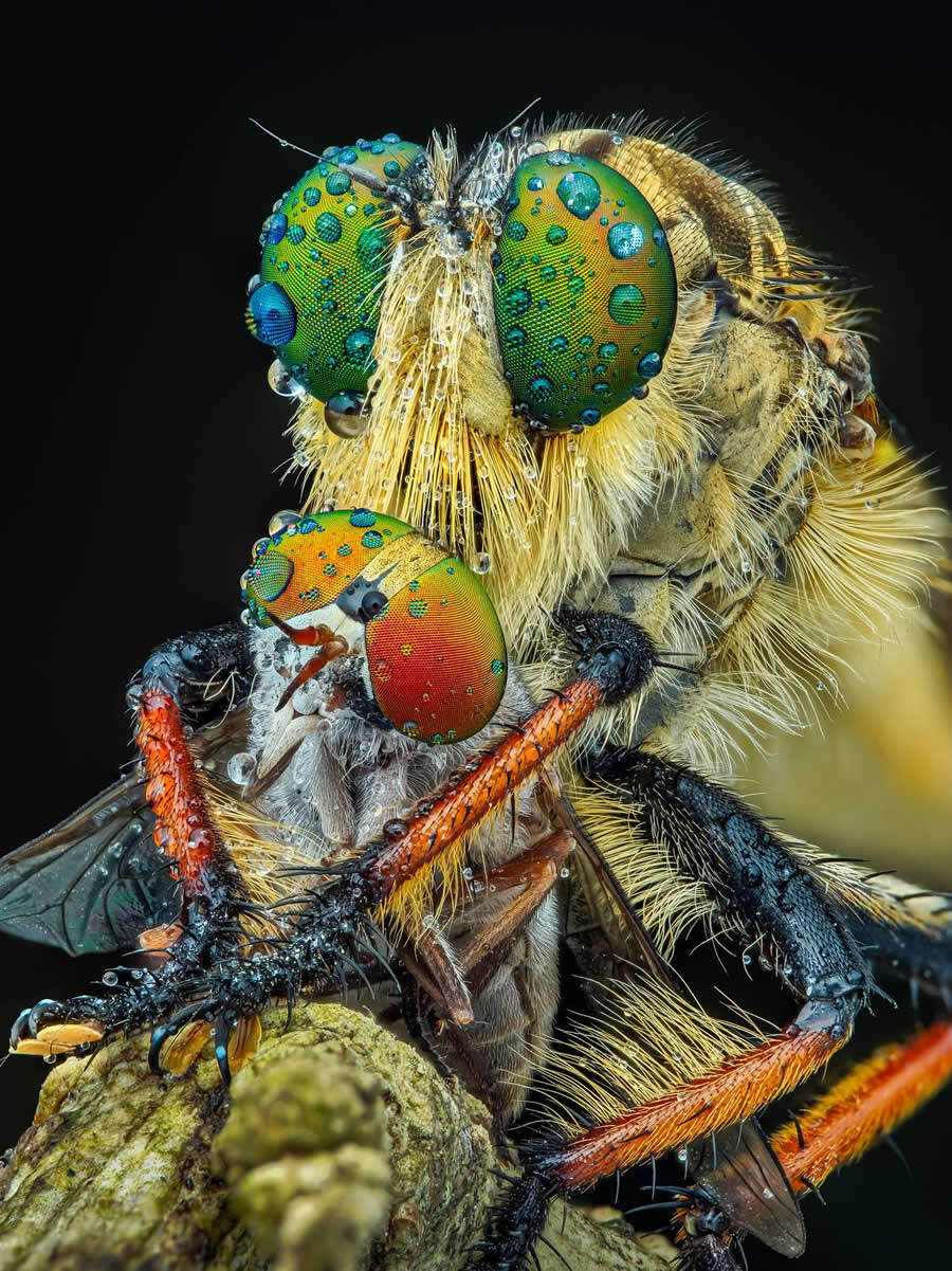foto macro insetti vincitori 35 Photography Awards foto macro insetti vincitori 35 Photography Awards