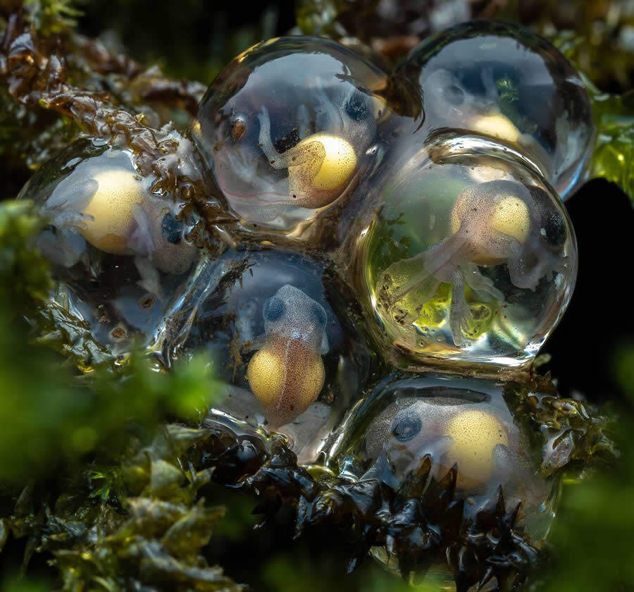 foto macro insetti vincitori 35 Photography Awards foto macro insetti vincitori 35 Photography Awards