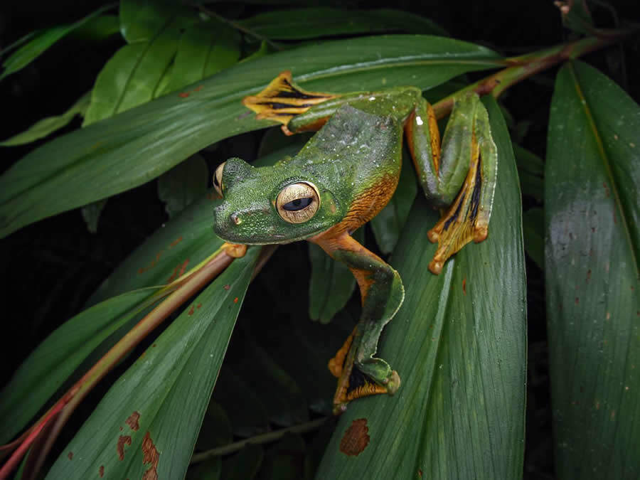 foto macro insetti vincitori 35 Photography Awards foto macro insetti vincitori 35 Photography Awards