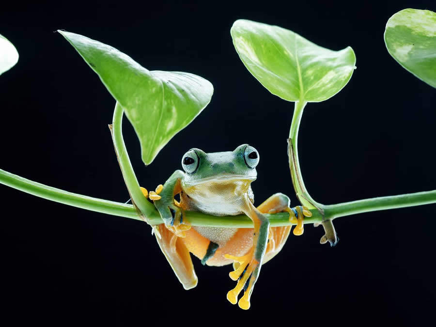foto macro insetti vincitori 35 Photography Awards foto macro insetti vincitori 35 Photography Awards