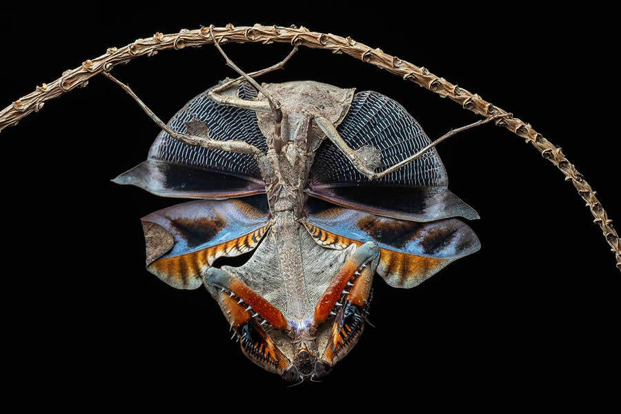 foto macro insetti vincitori 35 Photography Awards foto macro insetti vincitori 35 Photography Awards