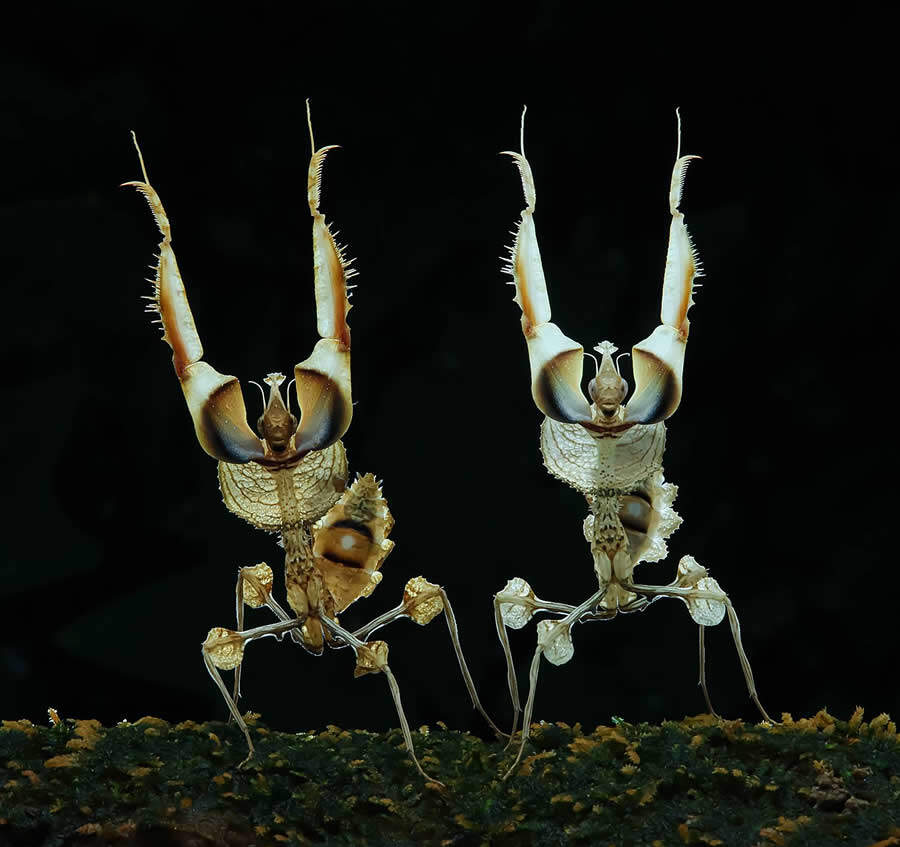 foto macro insetti vincitori 35 Photography Awards foto macro insetti vincitori 35 Photography Awards