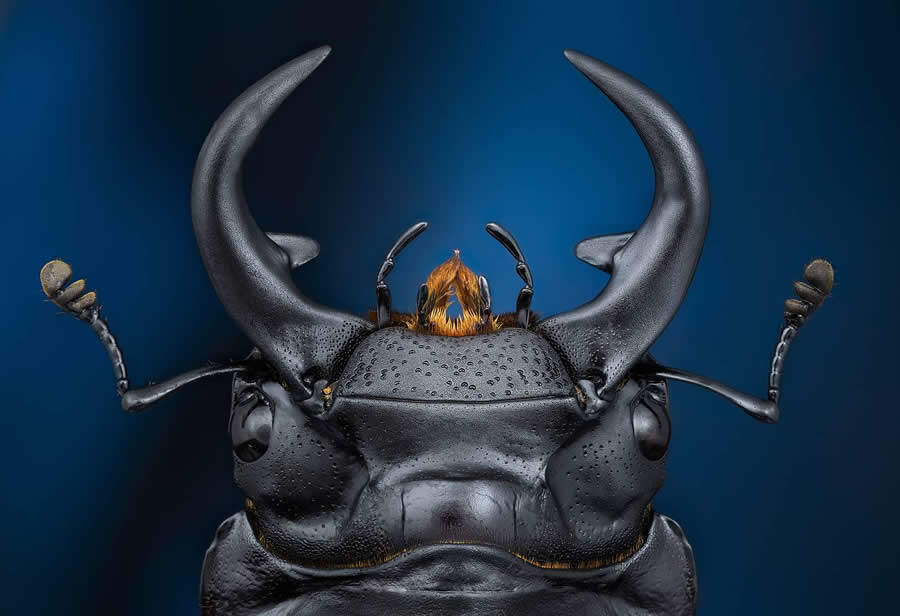 foto macro insetti vincitori 35 Photography Awards foto macro insetti vincitori 35 Photography Awards