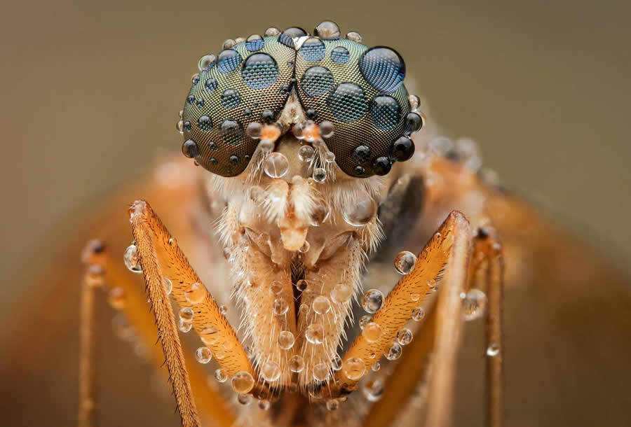 foto macro insetti vincitori 35 Photography Awards foto macro insetti vincitori 35 Photography Awards
