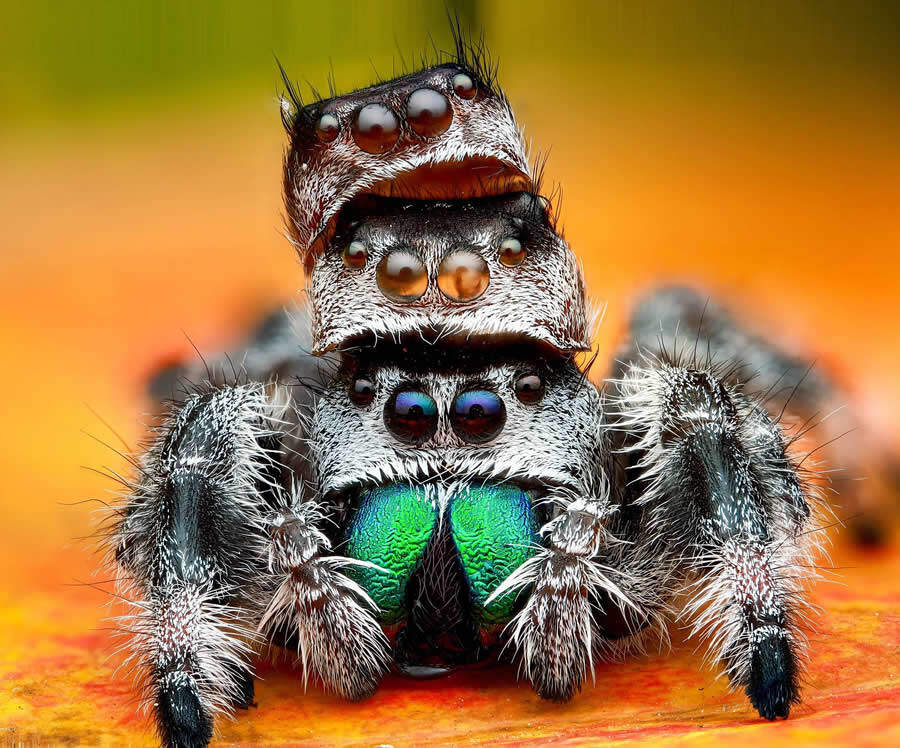 foto macro insetti vincitori 35 Photography Awards foto macro insetti vincitori 35 Photography Awards