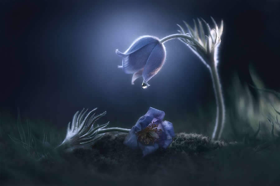 foto macro insetti vincitori 35 Photography Awards foto macro insetti vincitori 35 Photography Awards