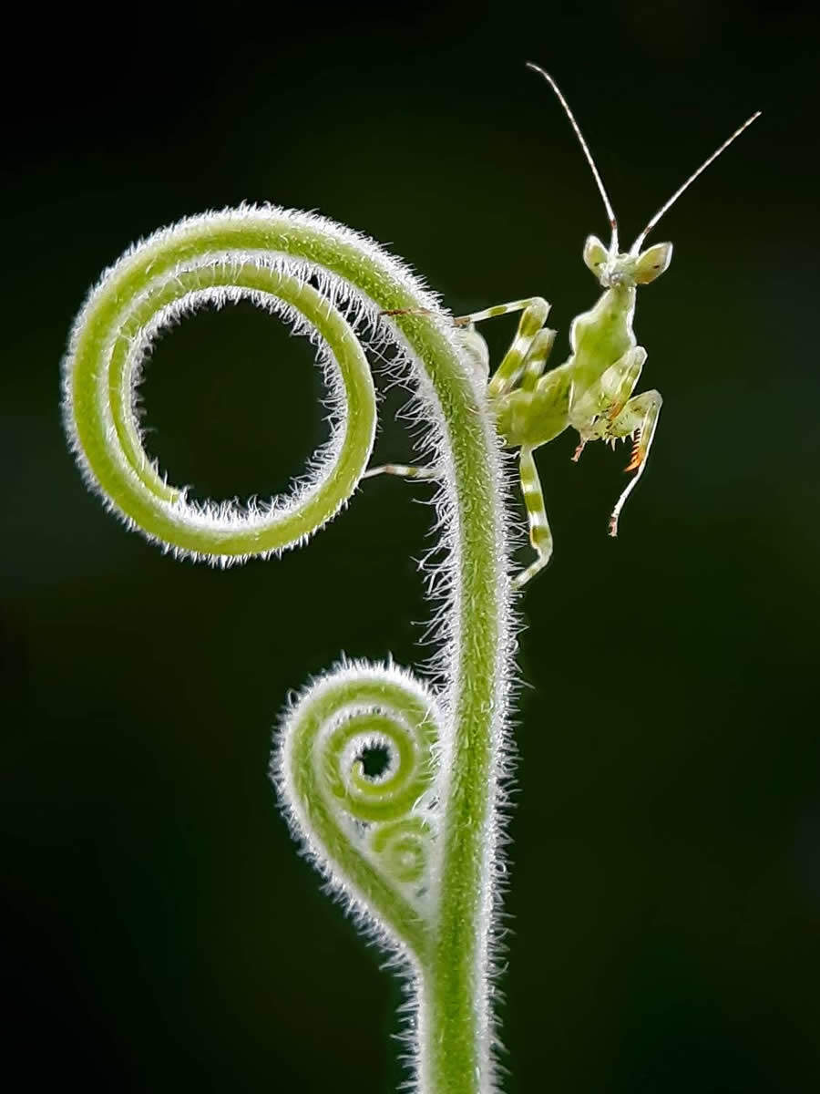 foto macro insetti vincitori 35 Photography Awards foto macro insetti vincitori 35 Photography Awards