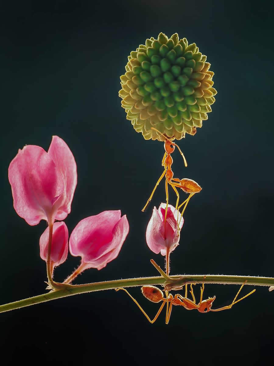 foto macro insetti vincitori 35 Photography Awards foto macro insetti vincitori 35 Photography Awards