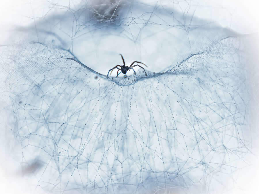 foto macro insetti vincitori 35 Photography Awards foto macro insetti vincitori 35 Photography Awards