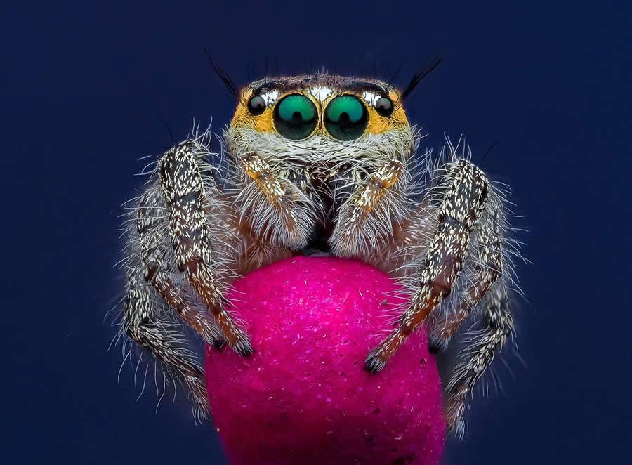 foto macro insetti vincitori 35 Photography Awards foto macro insetti vincitori 35 Photography Awards
