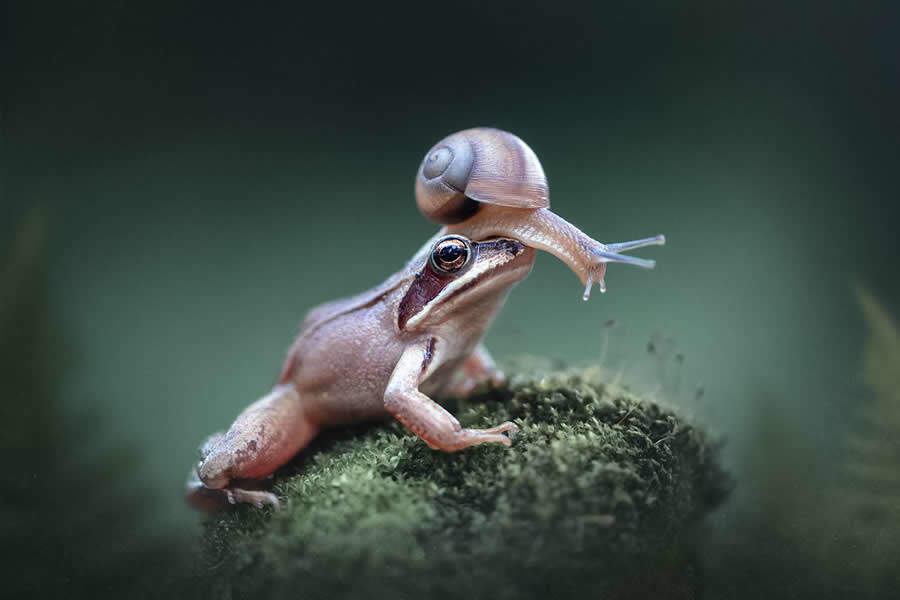 foto macro insetti vincitori 35 Photography Awards foto macro insetti vincitori 35 Photography Awards