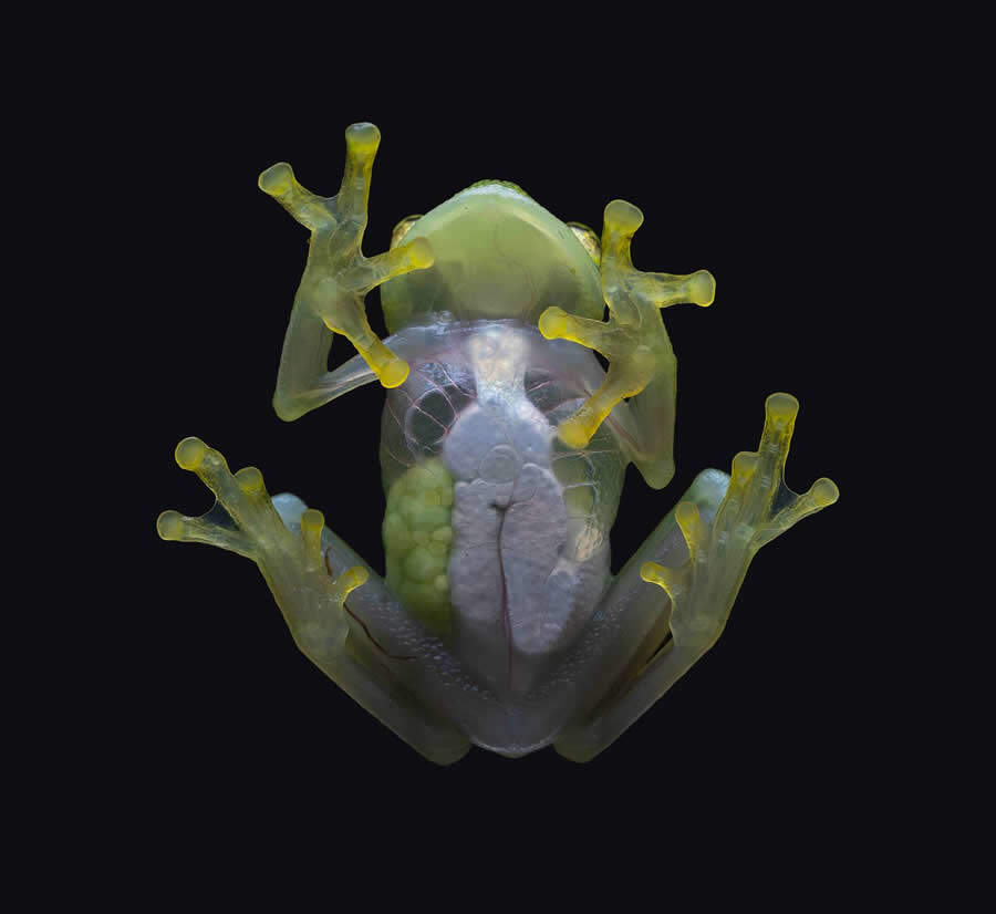 foto macro insetti vincitori 35 Photography Awards foto macro insetti vincitori 35 Photography Awards