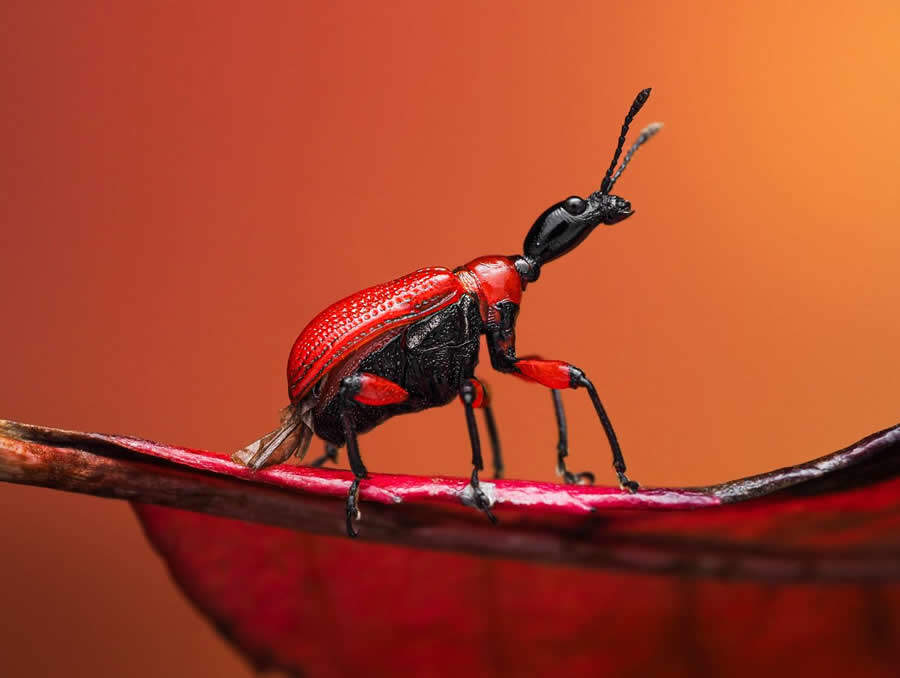 foto macro insetti vincitori 35 Photography Awards foto macro insetti vincitori 35 Photography Awards