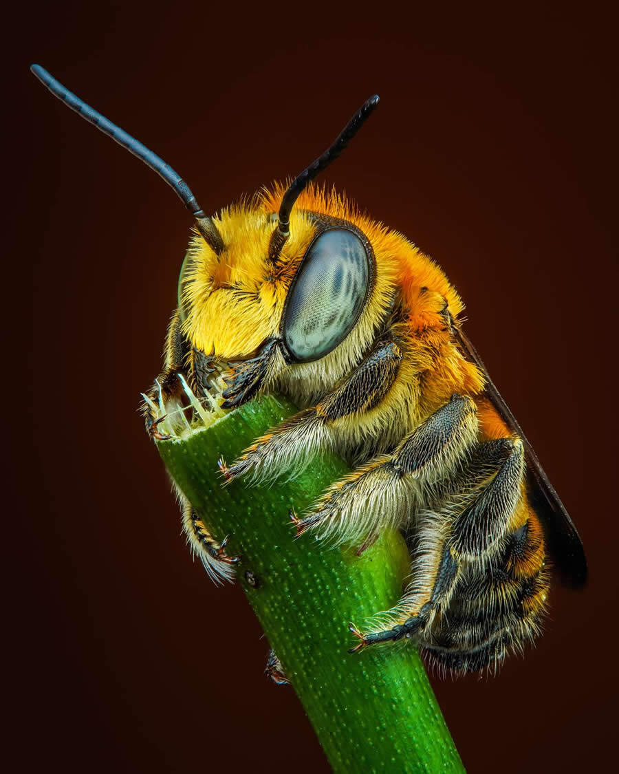 foto macro insetti vincitori 35 Photography Awards foto macro insetti vincitori 35 Photography Awards