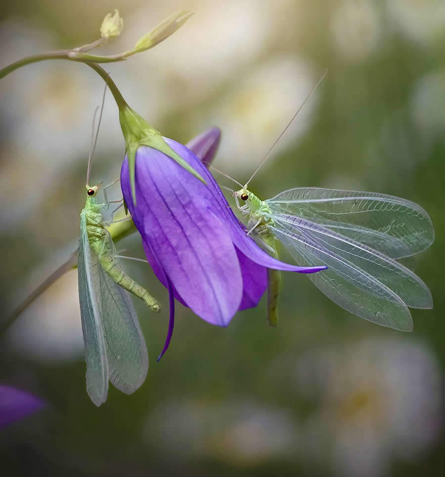 foto macro insetti vincitori 35 Photography Awards foto macro insetti vincitori 35 Photography Awards