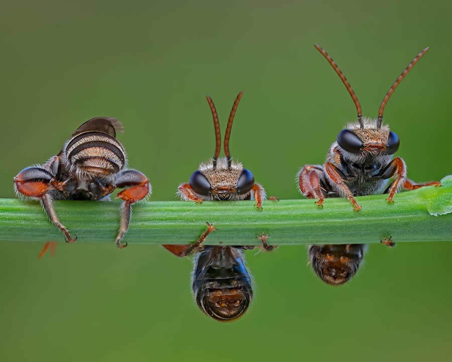 foto macro insetti vincitori 35 Photography Awards foto macro insetti vincitori 35 Photography Awards