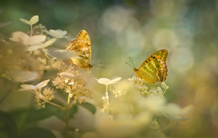 foto macro insetti vincitori 35 Photography Awards foto macro insetti vincitori 35 Photography Awards