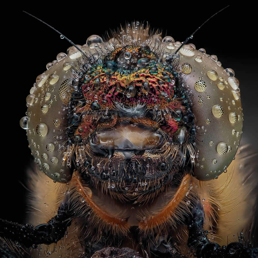 foto macro insetti vincitori 35 Photography Awards foto macro insetti vincitori 35 Photography Awards