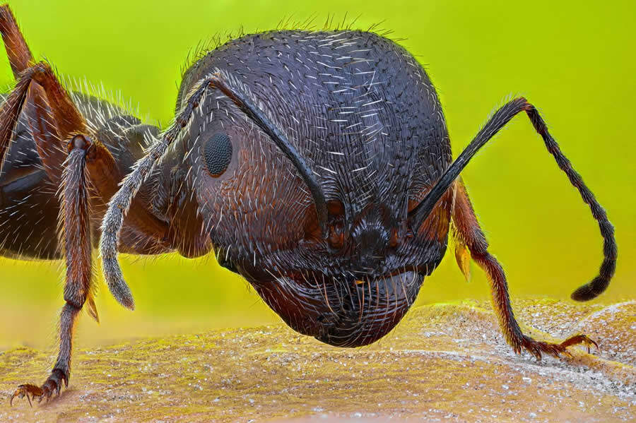 foto macro insetti vincitori 35 Photography Awards foto macro insetti vincitori 35 Photography Awards