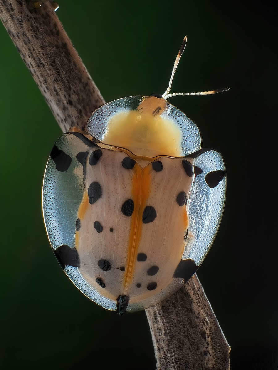 foto macro insetti vincitori 35 Photography Awards foto macro insetti vincitori 35 Photography Awards