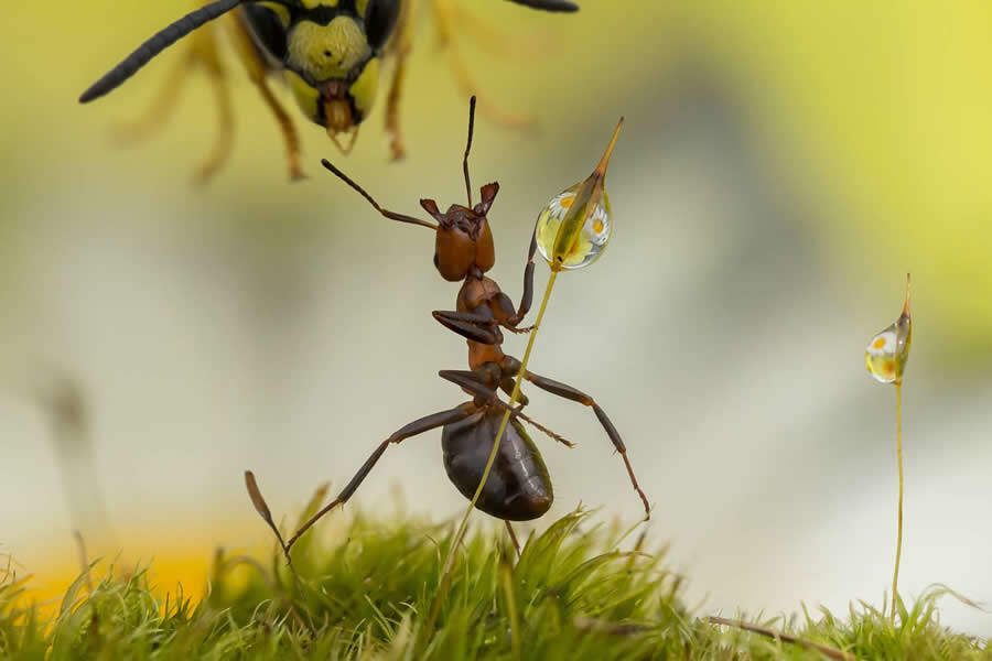 foto macro insetti vincitori 35 Photography Awards foto macro insetti vincitori 35 Photography Awards