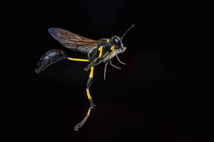 foto macro insetti vincitori 35 Photography Awards foto macro insetti vincitori 35 Photography Awards
