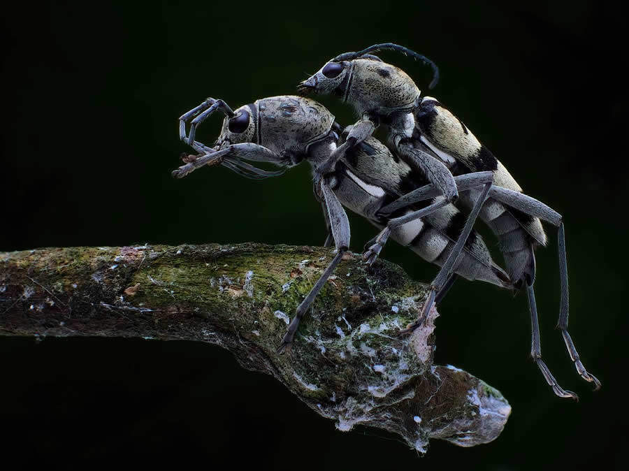 foto macro insetti vincitori 35 Photography Awards foto macro insetti vincitori 35 Photography Awards