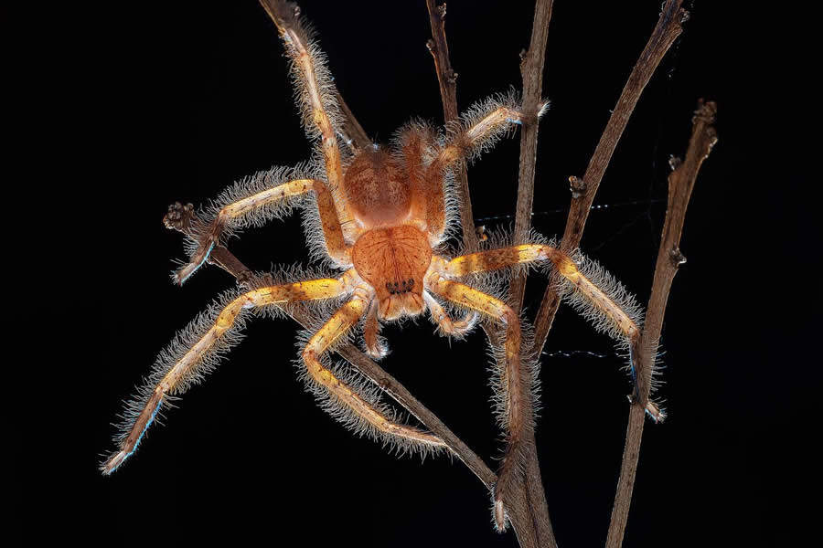 foto macro insetti vincitori 35 Photography Awards foto macro insetti vincitori 35 Photography Awards