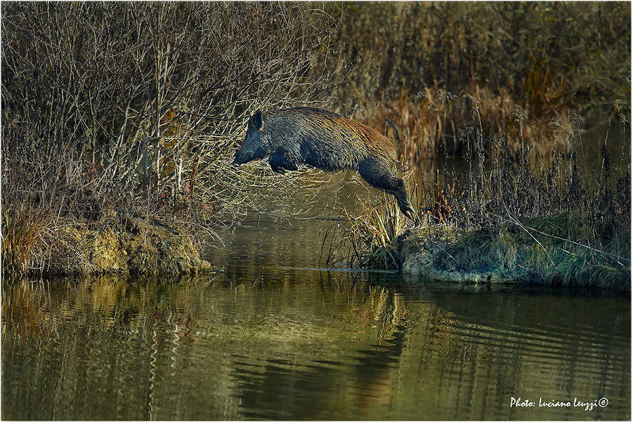 Fotografia naturalistica animali selvatici Luciano Leuzzi Fotografia naturalistica animali selvatici Luciano Leuzzi