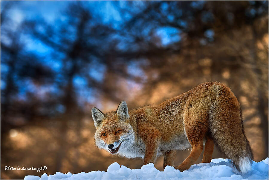 Fotografia naturalistica animali selvatici Luciano Leuzzi Fotografia naturalistica animali selvatici Luciano Leuzzi