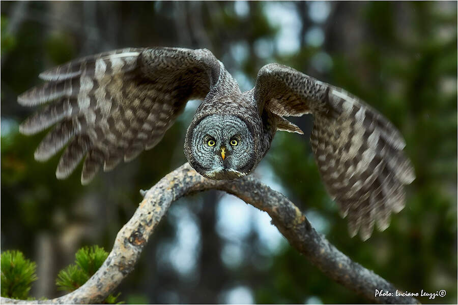 Fotografia naturalistica animali selvatici Luciano Leuzzi Fotografia naturalistica animali selvatici Luciano Leuzzi