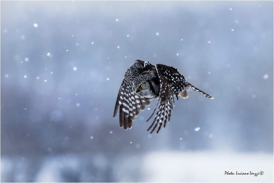 Fotografia naturalistica animali selvatici Luciano Leuzzi Fotografia naturalistica animali selvatici Luciano Leuzzi