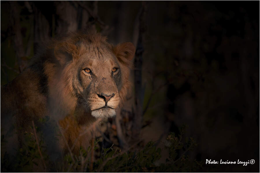 Fotografia naturalistica animali selvatici Luciano Leuzzi Fotografia naturalistica animali selvatici Luciano Leuzzi