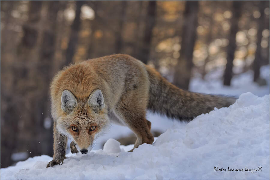 Fotografia naturalistica animali selvatici Luciano Leuzzi Fotografia naturalistica animali selvatici Luciano Leuzzi
