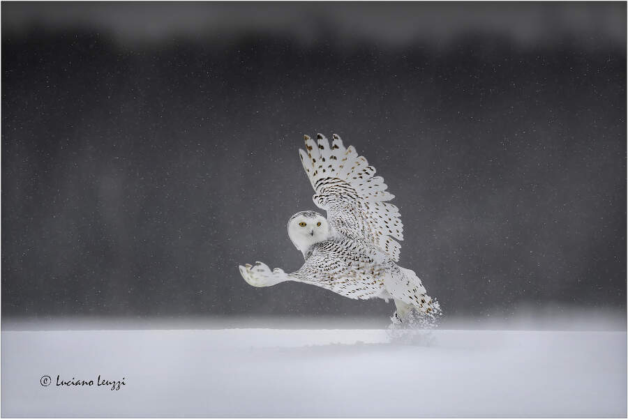Fotografia naturalistica animali selvatici Luciano Leuzzi Fotografia naturalistica animali selvatici Luciano Leuzzi