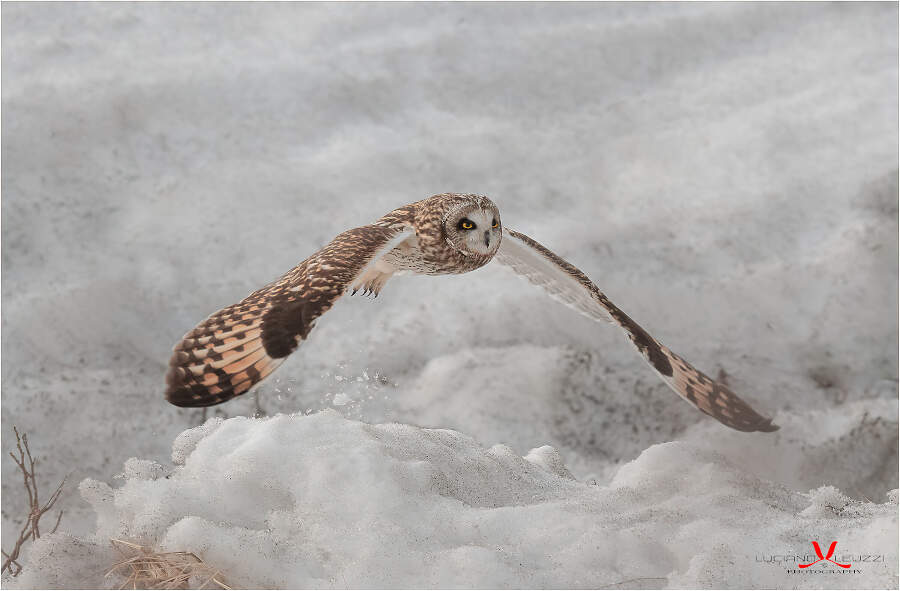 Fotografia naturalistica animali selvatici Luciano Leuzzi Fotografia naturalistica animali selvatici Luciano Leuzzi