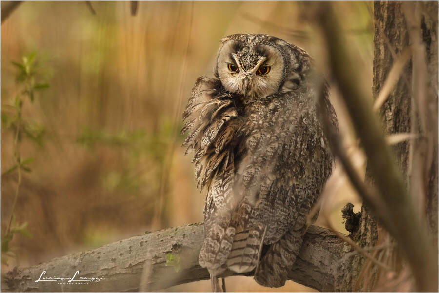 Fotografia naturalistica animali selvatici Luciano Leuzzi Fotografia naturalistica animali selvatici Luciano Leuzzi