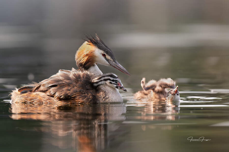 Fotografia naturalistica animali selvatici Luciano Leuzzi Fotografia naturalistica animali selvatici Luciano Leuzzi