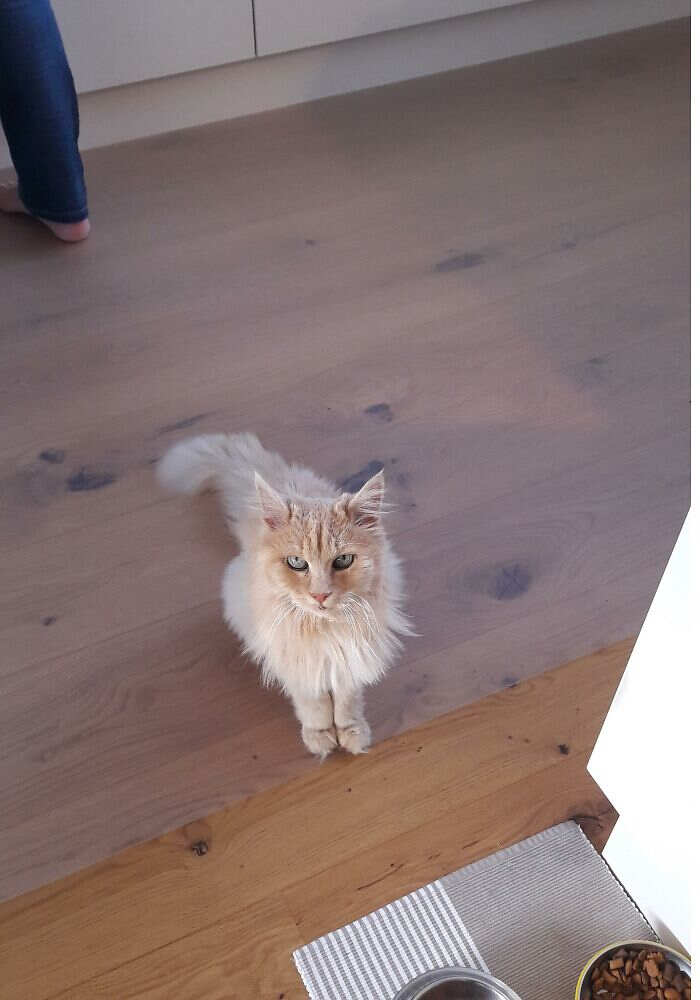 foto gatti pelo lungo soffici foto gatti pelo lungo soffici